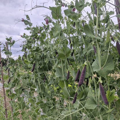 Sugar Magnolia Snap Pea - The Feral Market