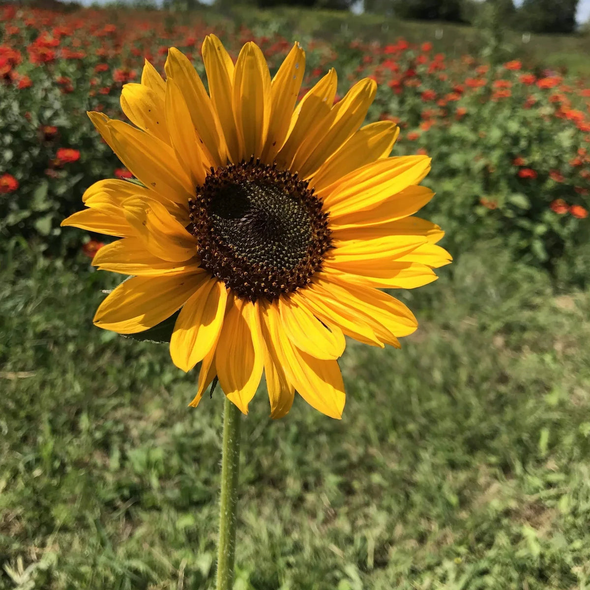 Sunflower Surprise