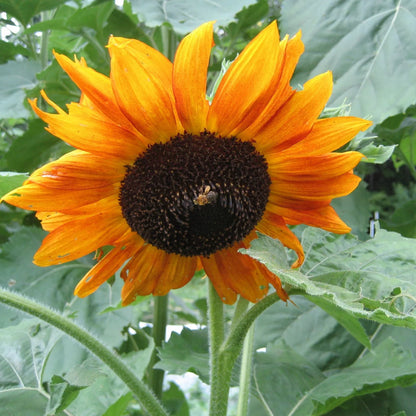 Sunflower Surprise