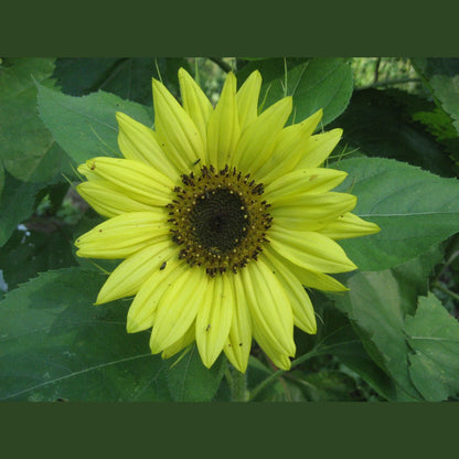 Sunflower Surprise