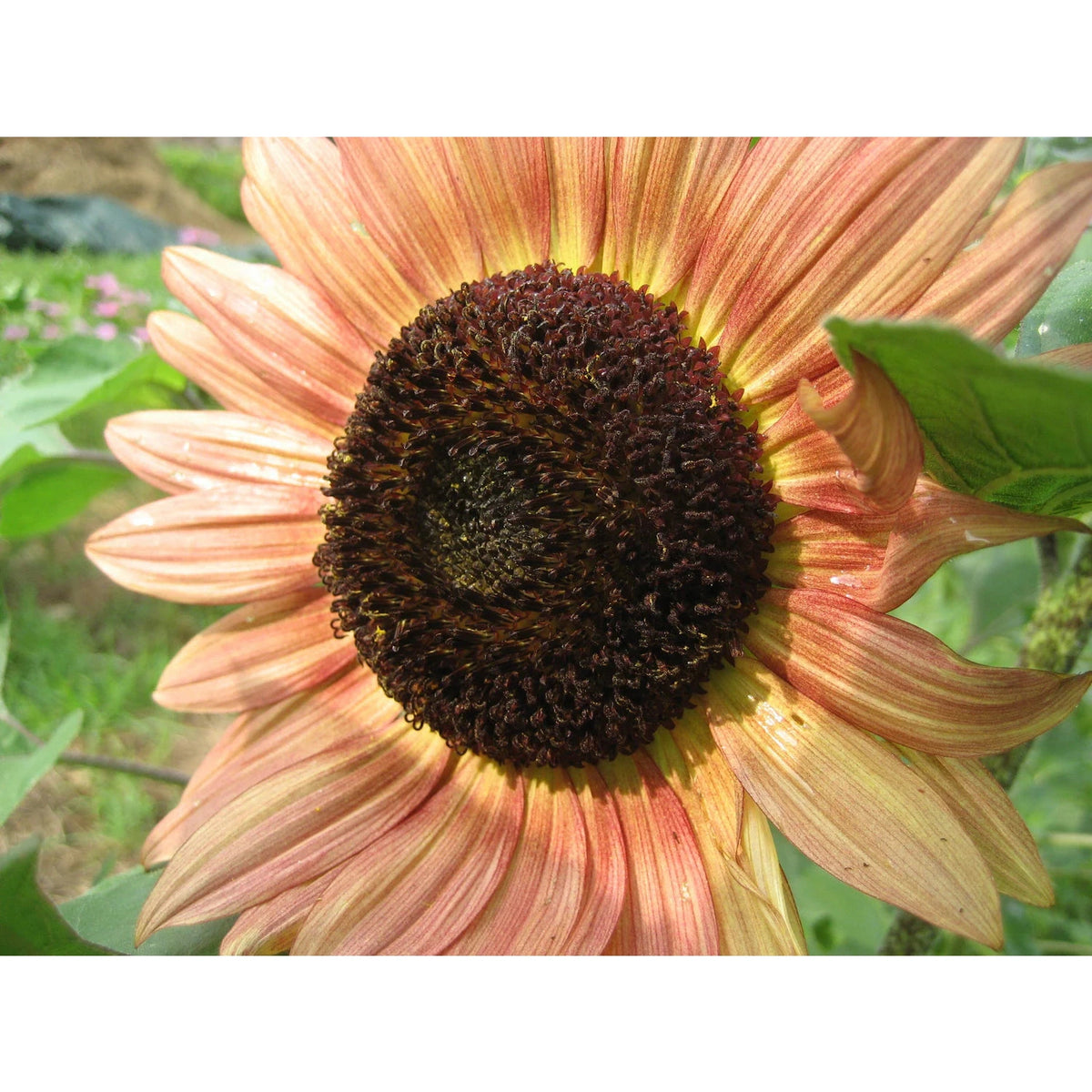 Sunflower Surprise