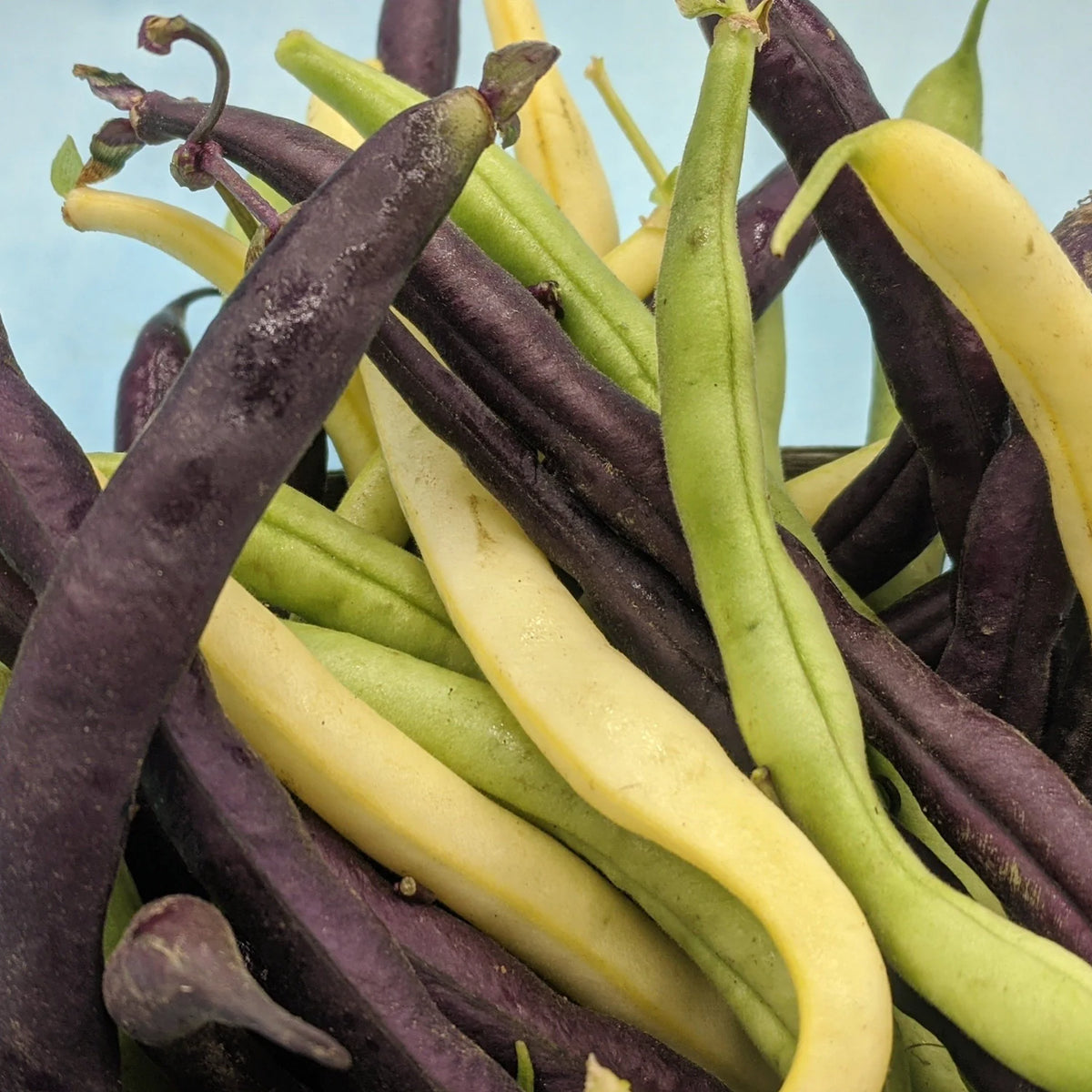 Tri-Color Bean - The Feral Market