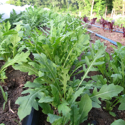 Winter Greens Mix - The Feral Market