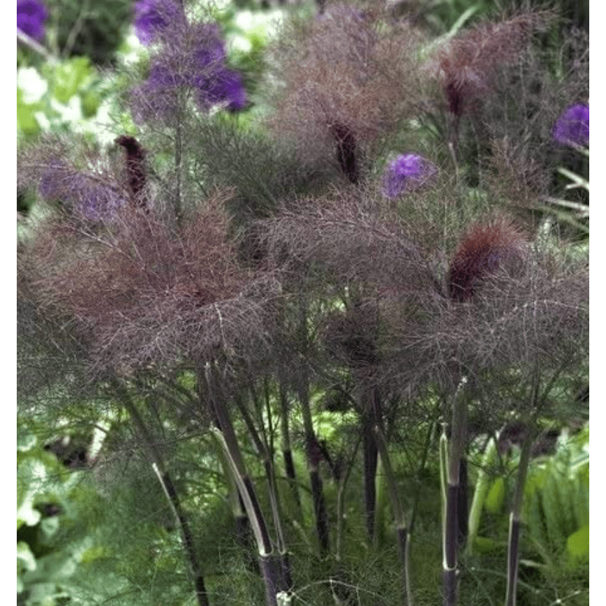 Bronze Fennel Tarot Seed Packet