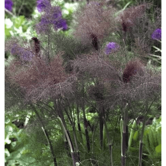 Bronze Fennel Tarot Seed Packet
