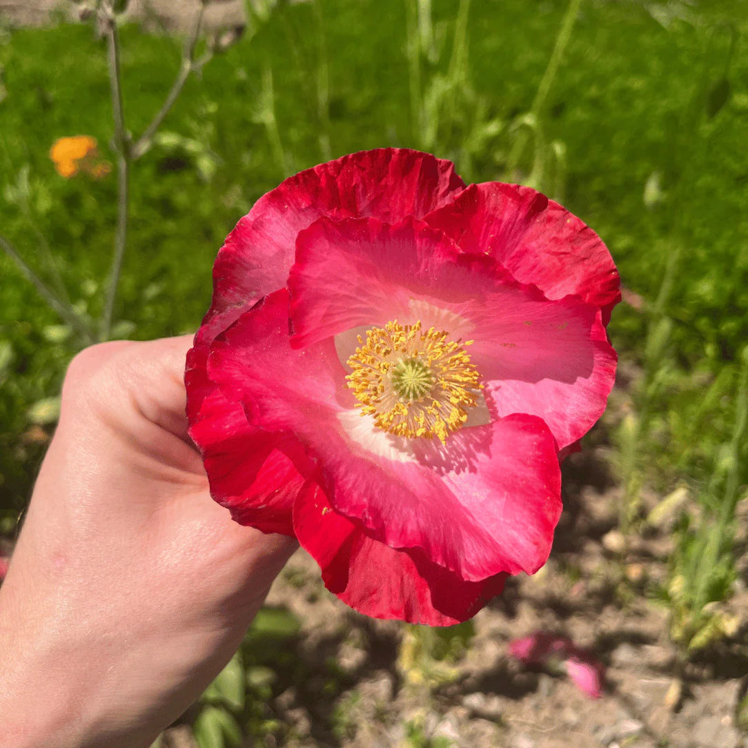 Bee Friendly Meadow Mix Seed Shaker - The Feral Market