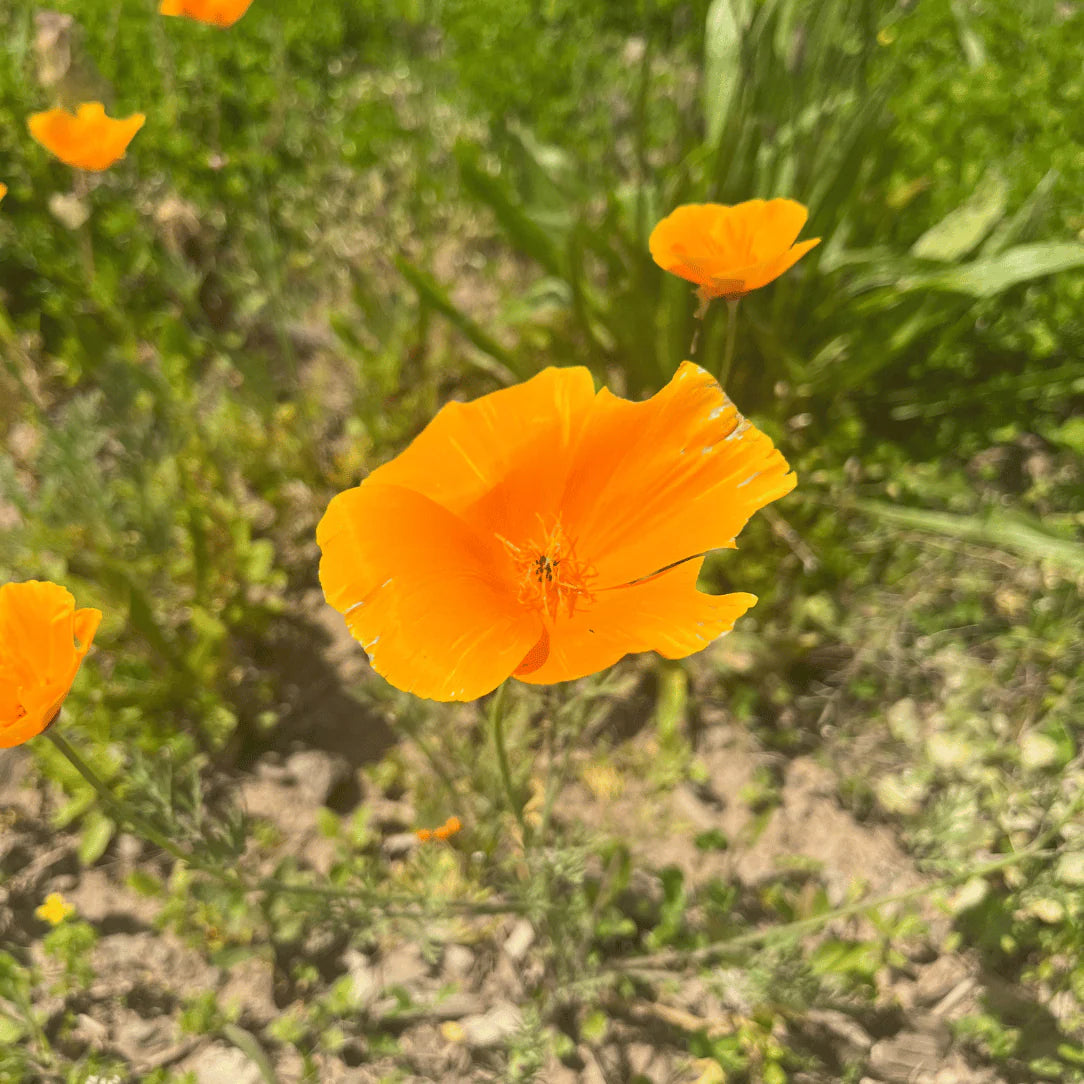 Bee Friendly Meadow Mix Seed Shaker - The Feral Market