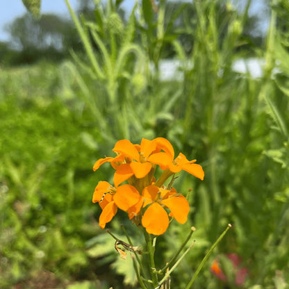 Bee Friendly Meadow Mix Seed Shaker - The Feral Market