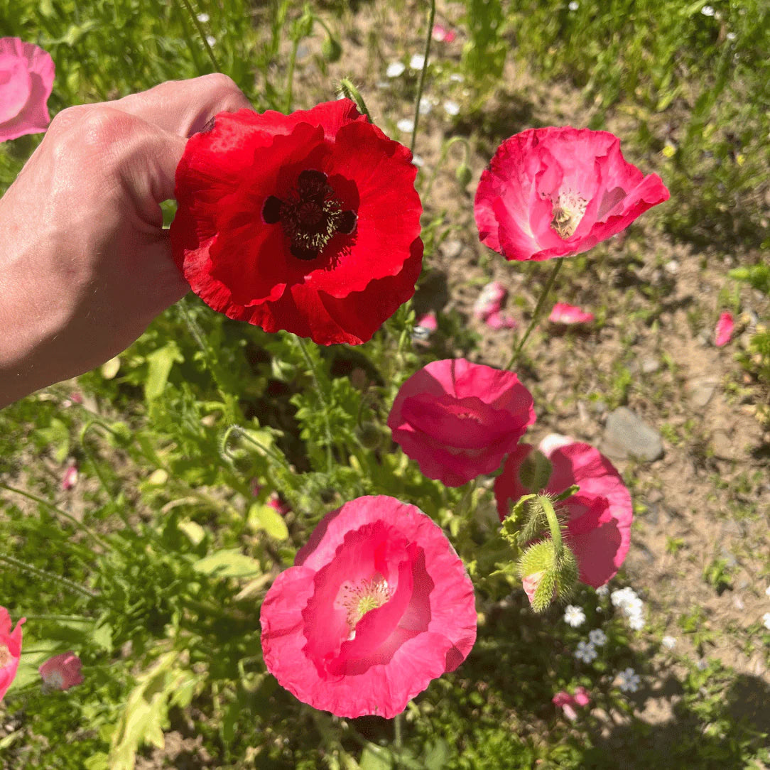 Bee Friendly Meadow Mix Seed Shaker - The Feral Market