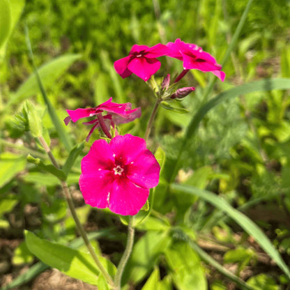 Bird Lover’s Meadow Mix Seed Shaker - The Feral Market