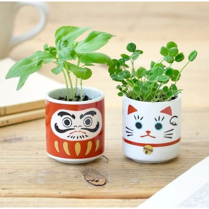 Lucky Cat Plant
