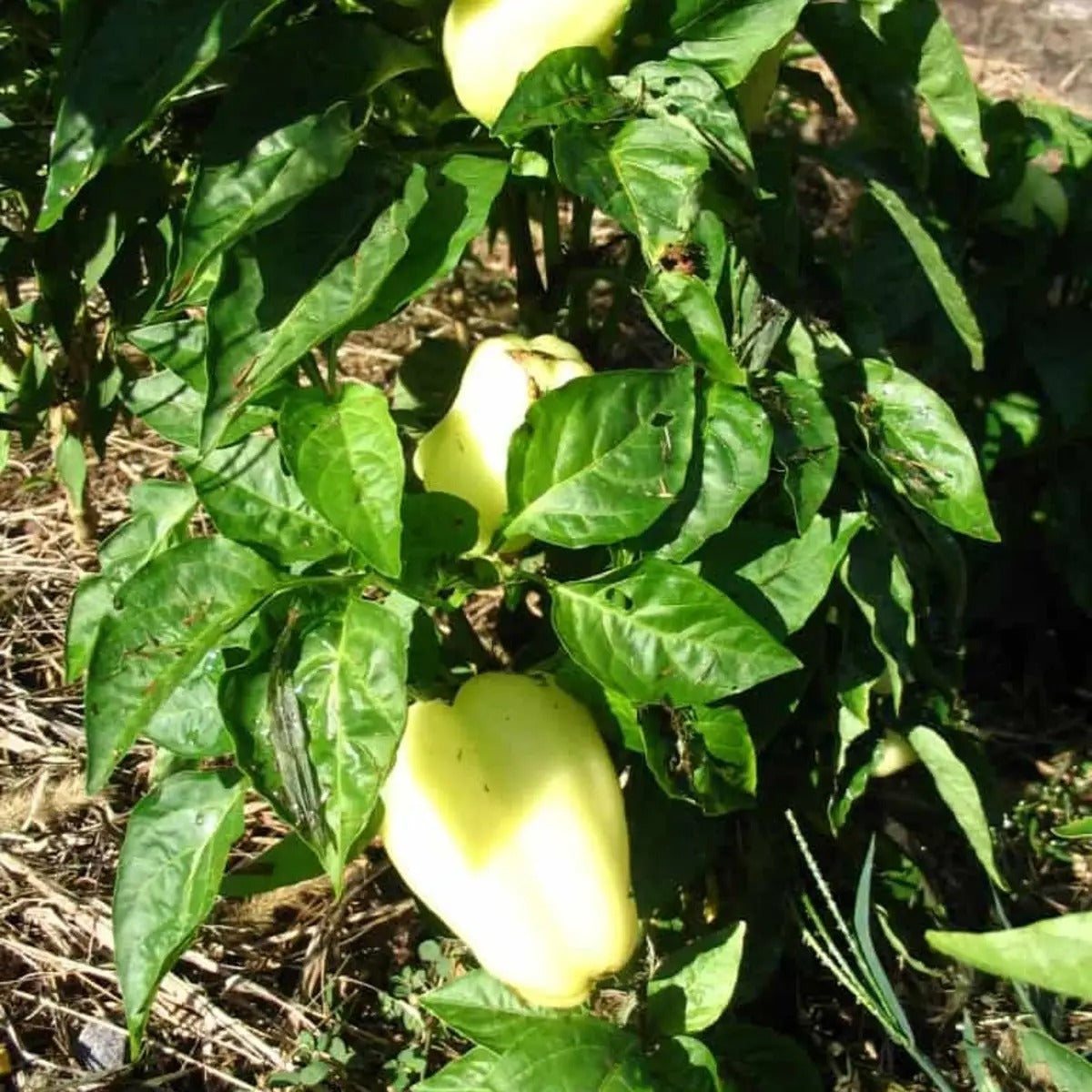 Albino Bullnose Pepper Tarot Garden + Gift Seed Packet