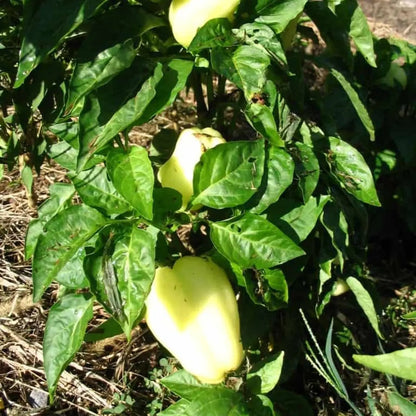 Albino Bullnose Pepper Tarot Garden + Gift Seed Packet
