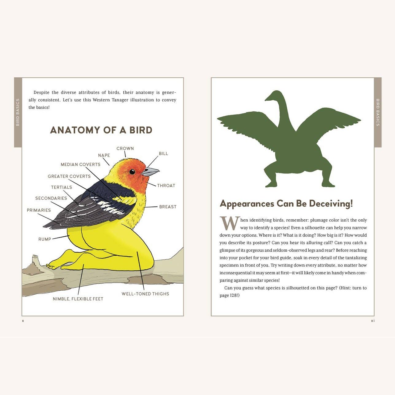 Extremely Accurate Birds