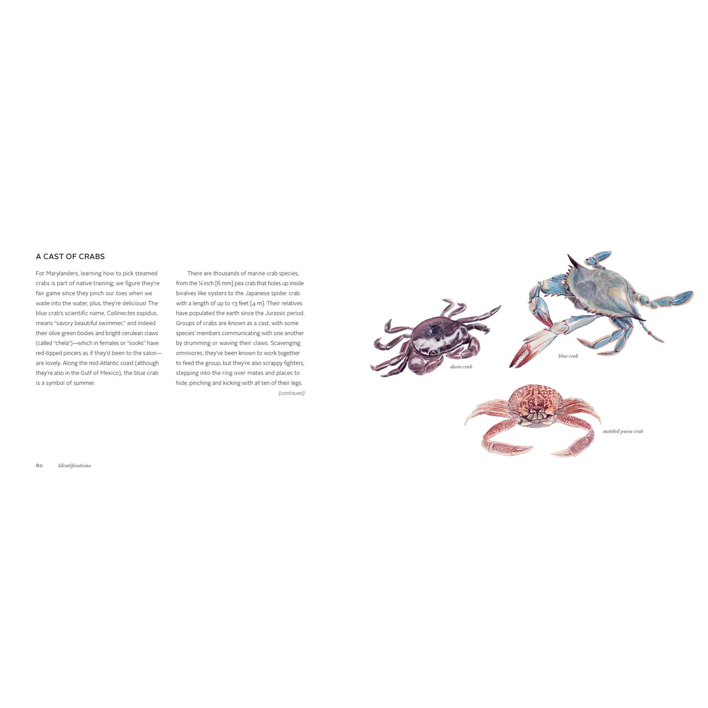 The Beachcomber's Companion