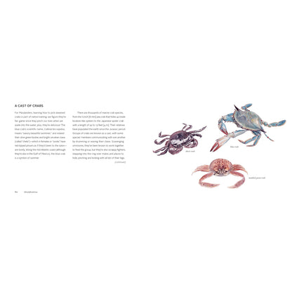 The Beachcomber's Companion