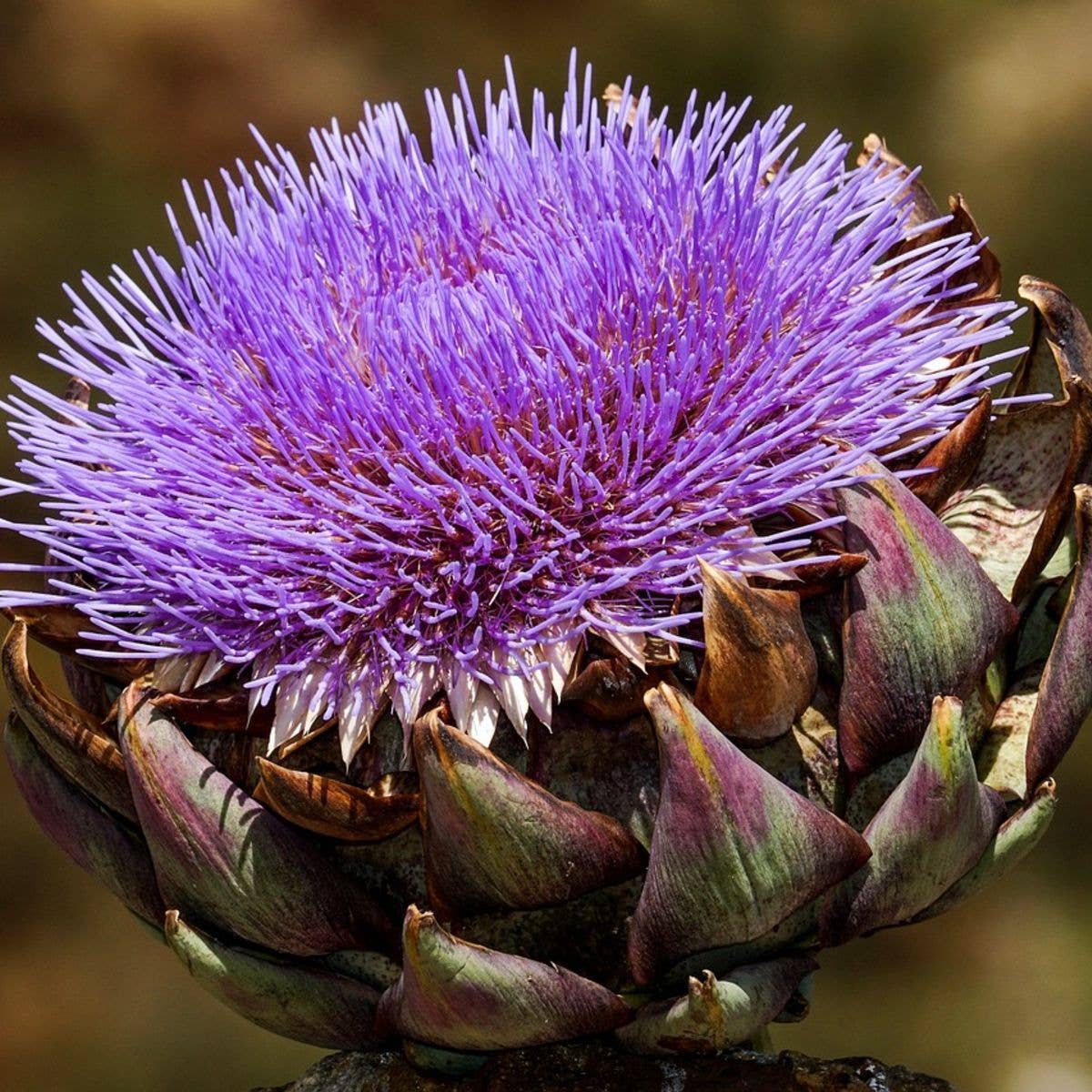The Feral Market Purple Artichoke Tarot Garden Seed Packet