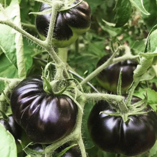 The Feral Market Black Beauty Tomato Seeds - Thumbnail 2
