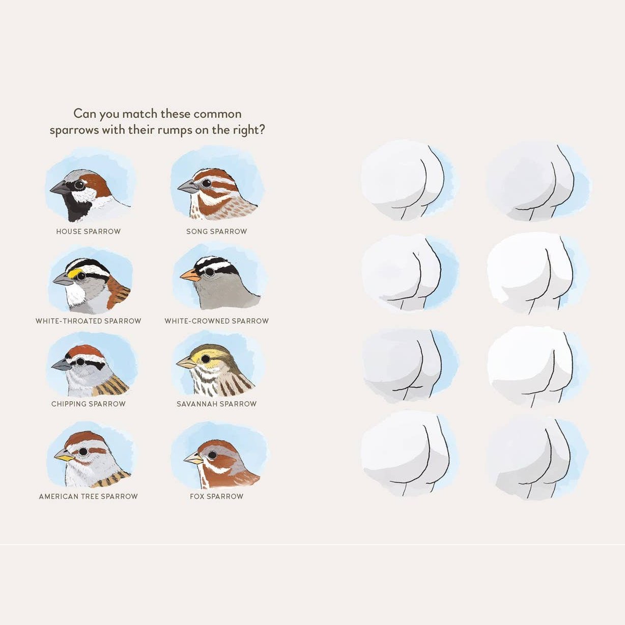 Extremely Accurate Birds