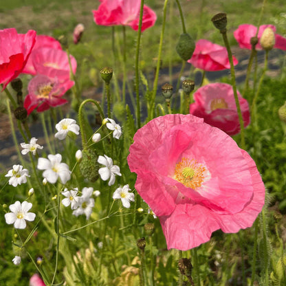 Shady Meadow Mix Seed Shaker - The Feral Market