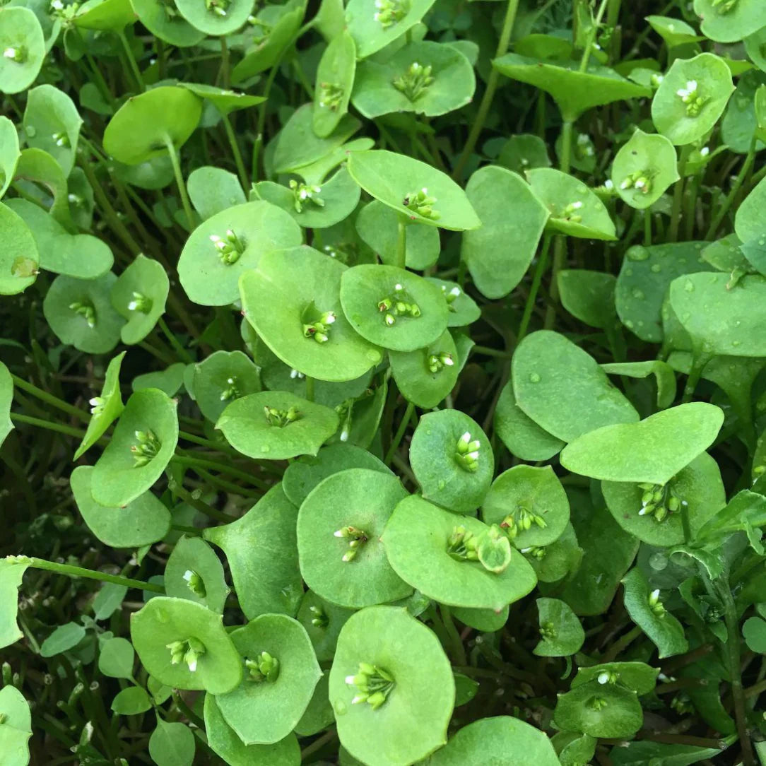 Winter Greens Mix - The Feral Market