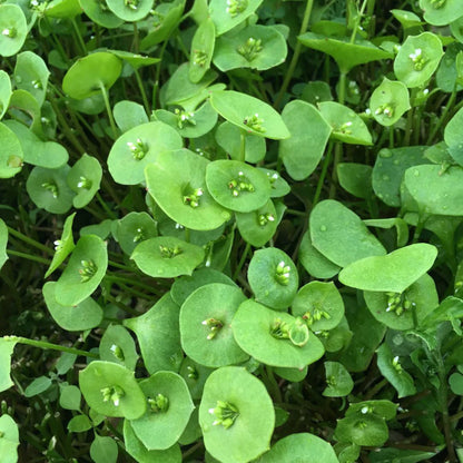 Winter Greens Mix - The Feral Market